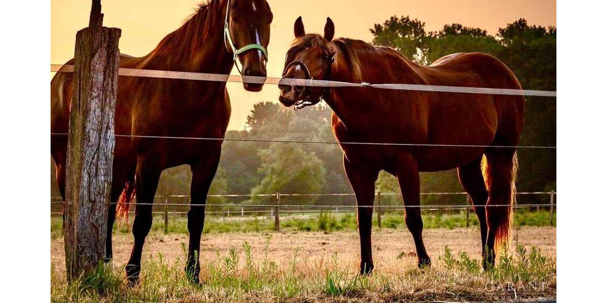 Mehrfamilienhaus, Wohnhaus Adelmannsfelden - 1 Zimmer, 375 m&sup2;, 1.399.000&euro; | Angebot:25746495