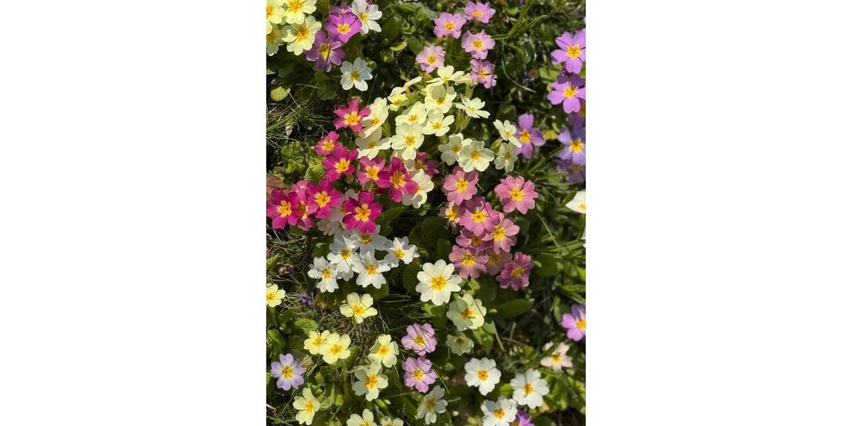 Mehrfamilienhaus, Wohnhaus Aalen Unterkochen - 8 Zimmer, 161 m&sup2;, 440.000&euro; | Angebot:26066507