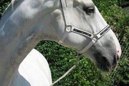 Renault Captur 7.000 km 22.500 &euro; Aalen 73433