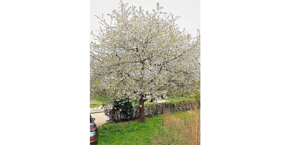 Mehrfamilienhaus, Wohnhaus Ellwangen (Jagst) Neunheim - 1 Zimmer, 259 m&sup2;, 693.500&euro; | Angebot:25735906