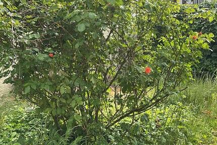 Wohnung Heidenheim an der Brenz - 4 Zimmer, 105 m&sup2;, 1.290&euro; | Angebot:25636797